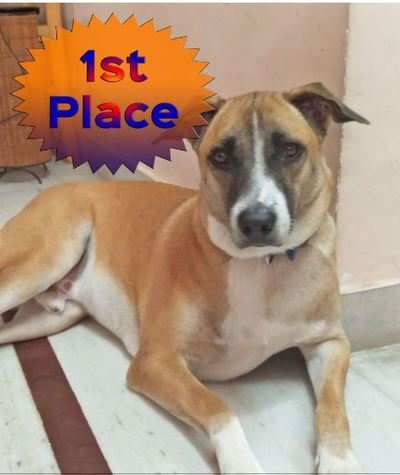 Hyderabad pup wins PETA's 'Cutest Indian Dog Alive' contest