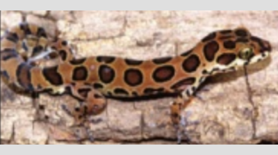 New gecko species named after Kolhapur scientist