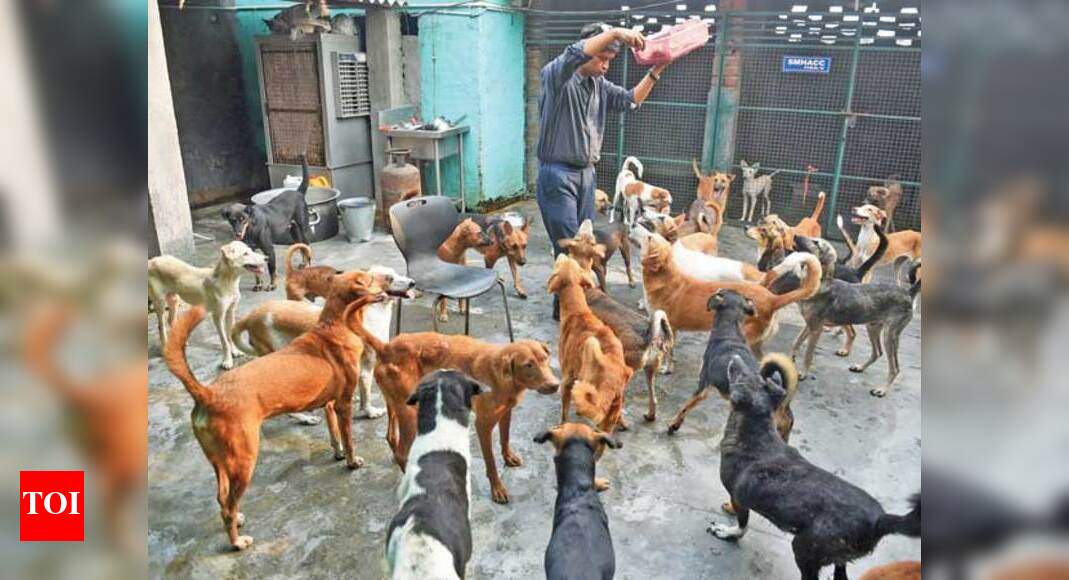 Stray Dogs Not A Bone Of Contention In These Sectors Of Noida Noida News Times Of India