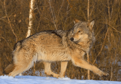'Wolf attacks a lesser worry for grassland shepherds'