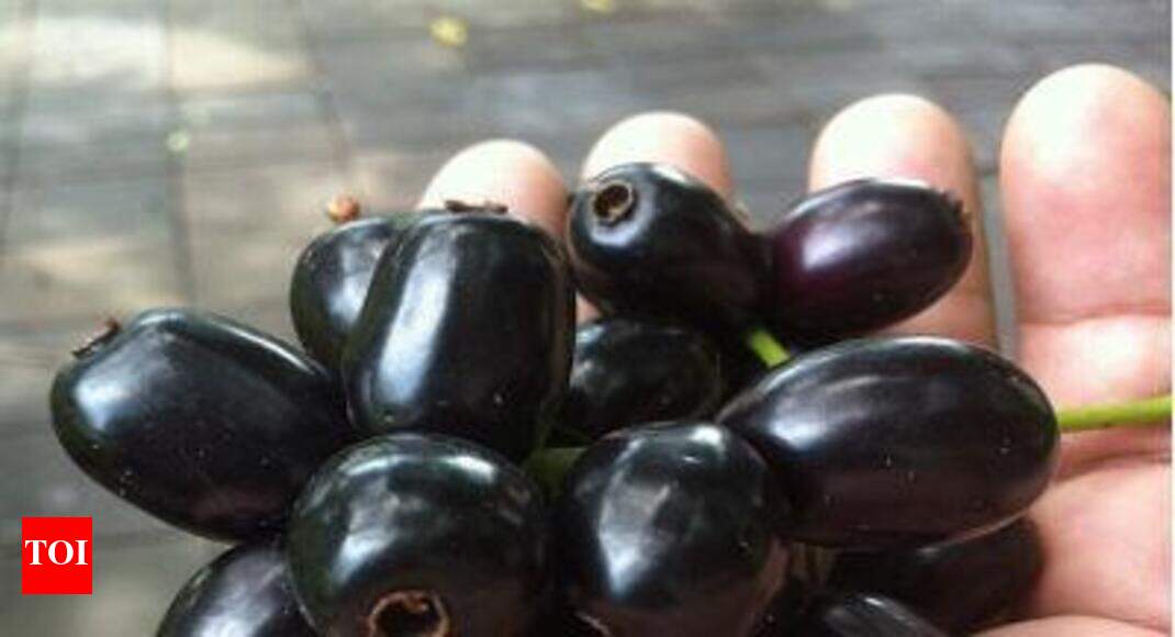 Black plum Black Plum is good for diabetics Visakhapatnam News
