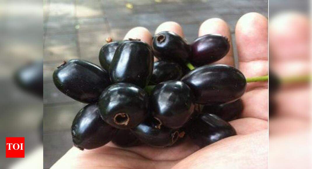 Black Plum Black Plum is good for diabetics Visakhapatnam News