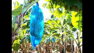 Go Green: Satya Nagar puja pandal puts faith in dried banana leaves