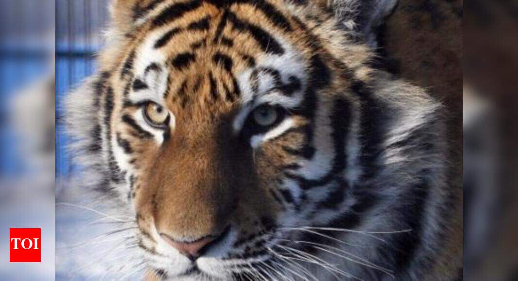 Pench tiger toll touches nine, another dead Bhopal News Times of India