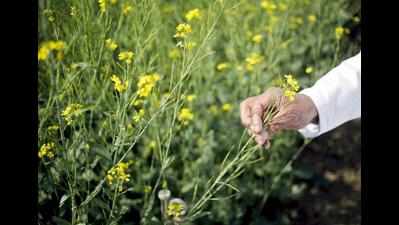 Petition against GM mustard cultivation