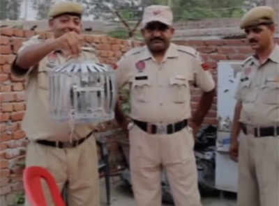 Watch: BSF seizes pigeon with threat letter in Urdu at Simbal post