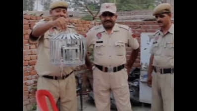 Watch: BSF seizes pigeon with threat letter in Urdu at Simbal post