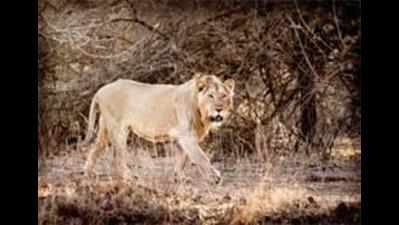 50 YEARS OF GIR SANCTUARY - Experts to talk on lion conservation at Sasan