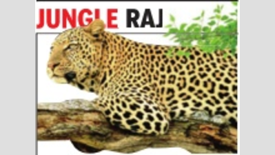 <arttitle><p>More leopards on prowl in Gujarat, numbers up 20%</p></arttitle>