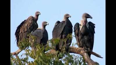 <arttitle><p>Vulture population in Gujarat estimated at 999</p></arttitle>