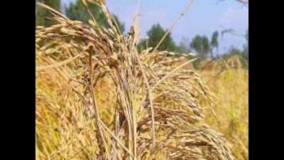 Pest attack on paddy reported from parts of on paddy in Patiala, Sangrur