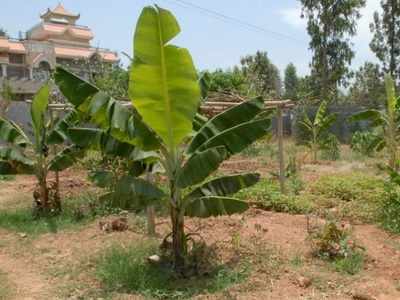 <arttitle><p>17 crore trees planted to increase green cover in Bihar</p></arttitle>