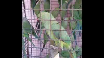 <arttitle><p>75 rescued parakeets set free to mark Wild Animal Day</p></arttitle>