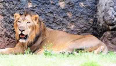 <arttitle><p>SAVE THE LION - `Fencing pvt farms around Gir a threat to lions, humans'</p></arttitle>