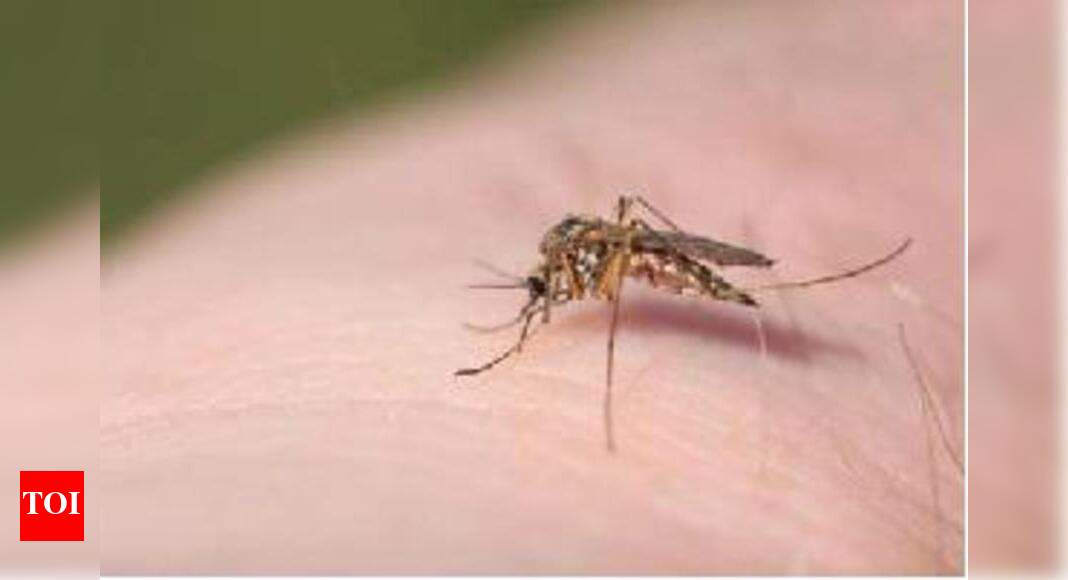 Dengue Alert Painkillers May Do More Harm Pune News Times Of India