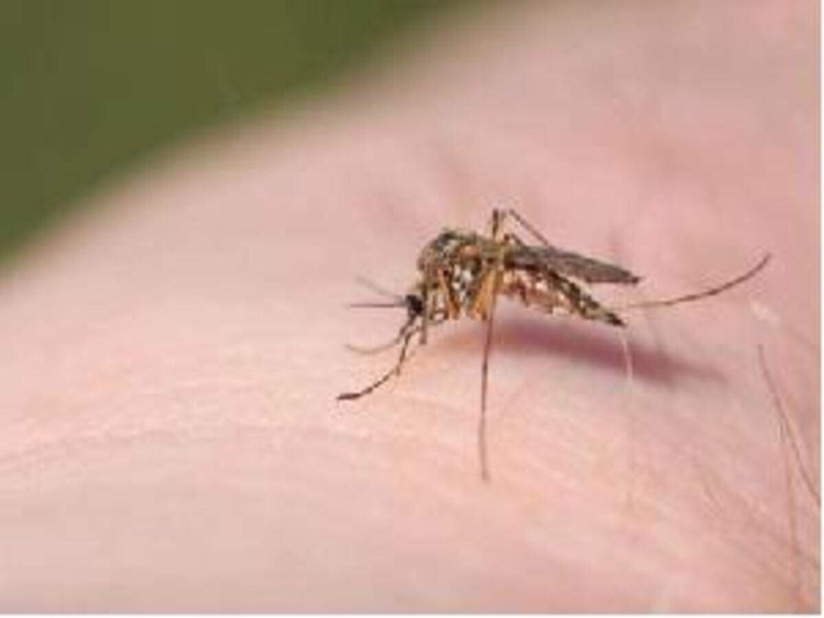 Dengue Alert Painkillers May Do More Harm Pune News Times Of India