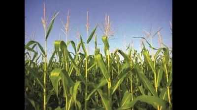 <arttitle><p>Congress hits out at government over `inhuman' crop loss report</p></arttitle>