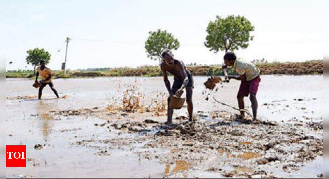 Unexpected shower brings cheer to delta farmers | Trichy News - Times ...