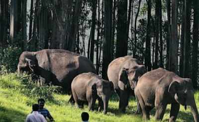 <arttitle><p>Study on diseases and wildlife- Herpes virus poses serious threat to elephants</p></arttitle>