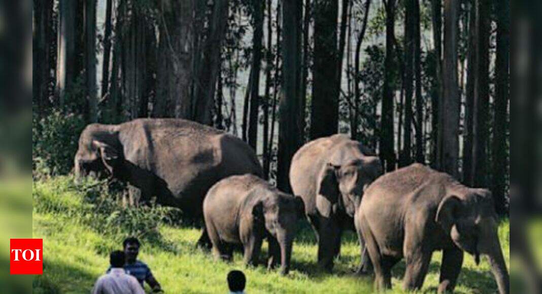 Study on diseases and wildlife Herpes virus poses serious threat to