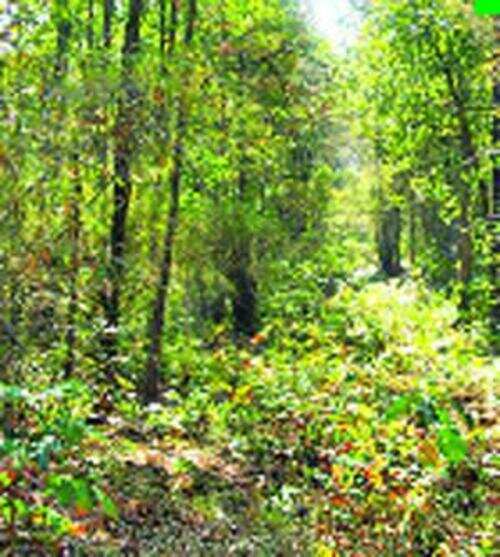 State tops in settling claims under Forest Rights Act