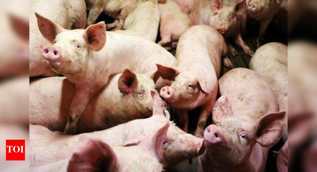 Japanese encephalitis outbreak Govt planning mass culling of pigs