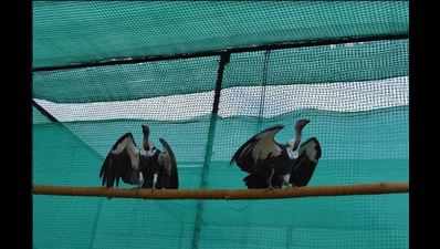 15 new vulture pairs brought to Bhopal conservation centre from Pinjore