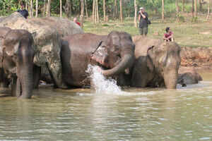 Elephant Conservation Center