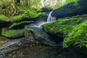 Bolaven Plateau