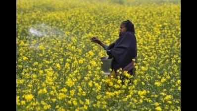Kerala government writes to Centre to ban GM mustard