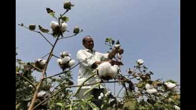 'Honey traps' save cotton from pink boll worm assault