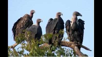 Number of vultures in Harsul, Trimbakeshwar soar