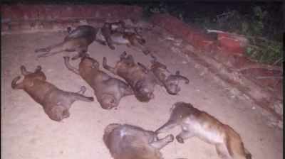 Ten monkeys electrocuted in Mainpuri