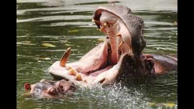 Bondla hippo dies after domestic row