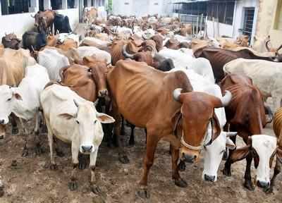 Cow Life Span Of Cows Reduces To Half At Many Shelters Jaipur News Times Of India