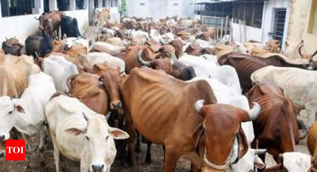 cow-life-span-of-cows-reduces-to-half-at-many-shelters-jaipur-news