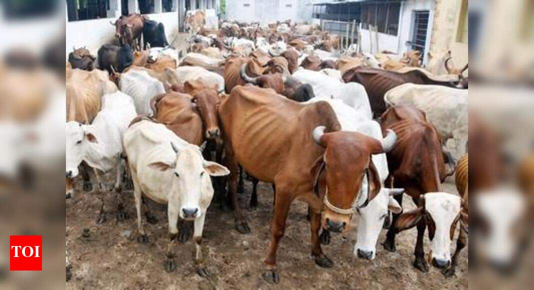Cow 'Life span of cows reduces to half at many shelters' Jaipur News