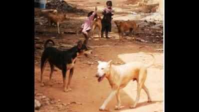 Professionals from Tamil nadu to catch stray animals in twin cities