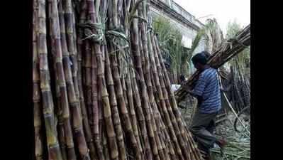 Cane farmers demand boats to ferry harvested cane across Ganga
