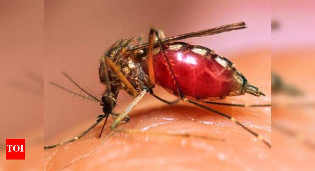 School children to spread dengue, malaria awareness Jodhpur News