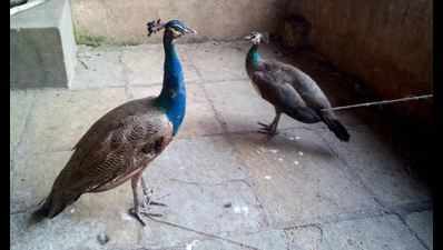 Peacock, peahen with missing plumage rescued in Navi Mumbai