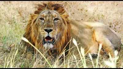 Save the lion - Madhya Pradesh may file contempt plea against Gujarat counterpart