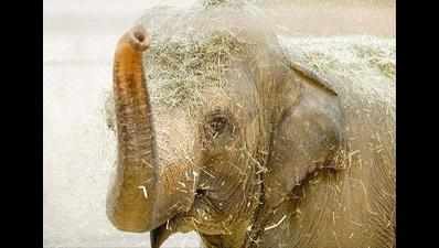 Pregnant elephant electrocuted