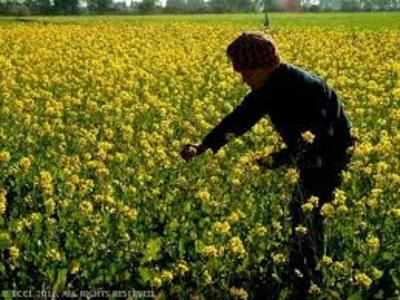 Government looks to press ahead with GM mustard