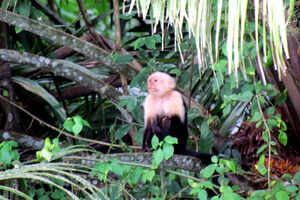 Cano Negro Wildlife Refuge