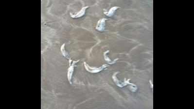 Hundreds of Bombay Duck fish found dead on Dahanu beach