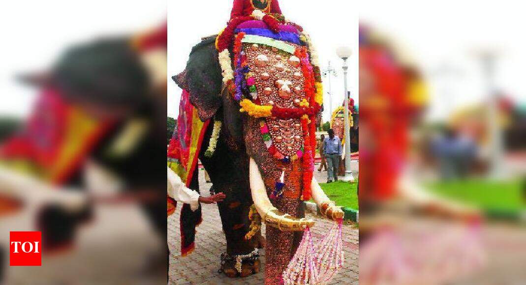 Exclusive camp mooted for Dasara elephants | Mysuru News - Times of India