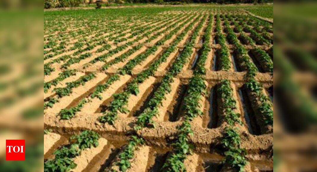 New technique doubles ragi yield | Hubballi News - Times of India