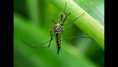 1,505 more mosquito breeding sites found
