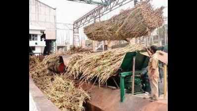 Sugar mills seek licence for early crushing